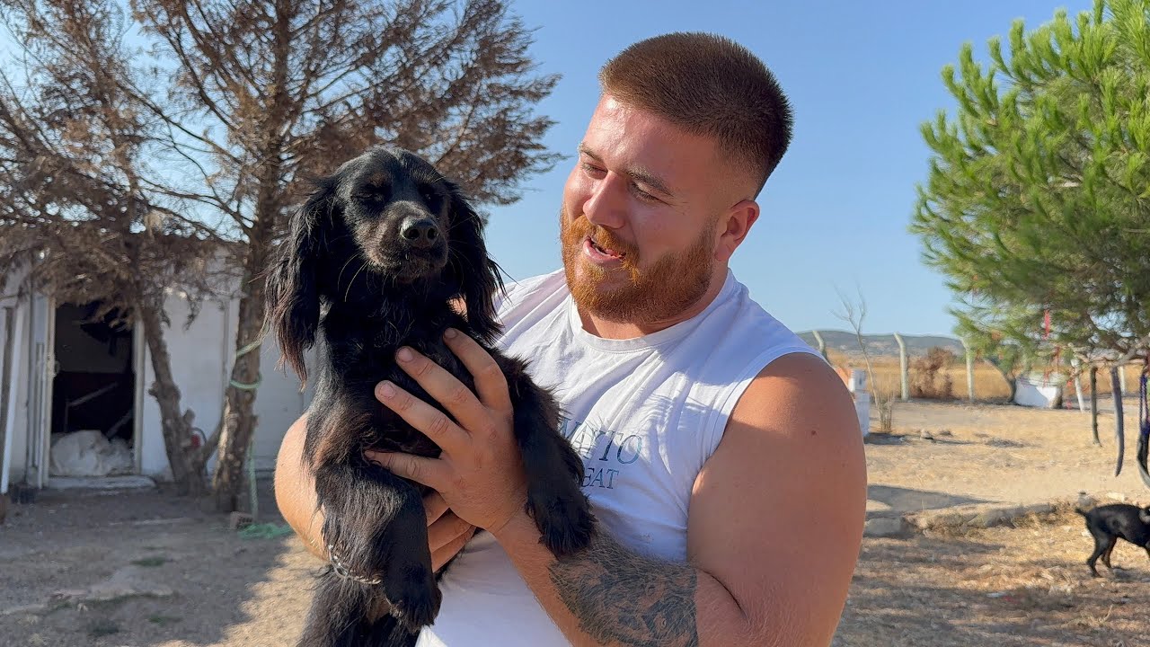 SOKAKTAN GÖZÜ ÇIKMIŞ KÖPEĞİ KURTARDIM!