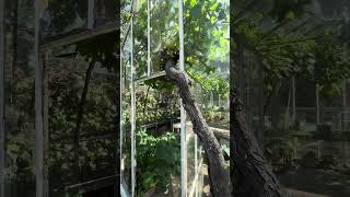Edwardian Greenhouse, Grape Vine - Sunny Day - June 2026