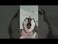 Mein Husky wird richtig eifersüchtig 😳👀