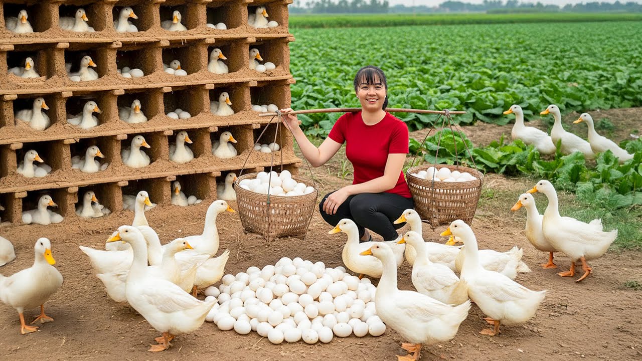 TIMELAPSE -- Harvesting 1000+ Rare Duck Eggs & Selling Herd of 200Kg Pigs Each, Go to Market Sell