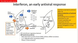 How The Interferon Ifn Works As An Antiviral