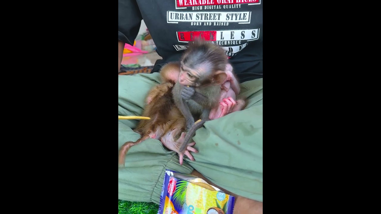 Cute Monkeys That Will Make You Smile