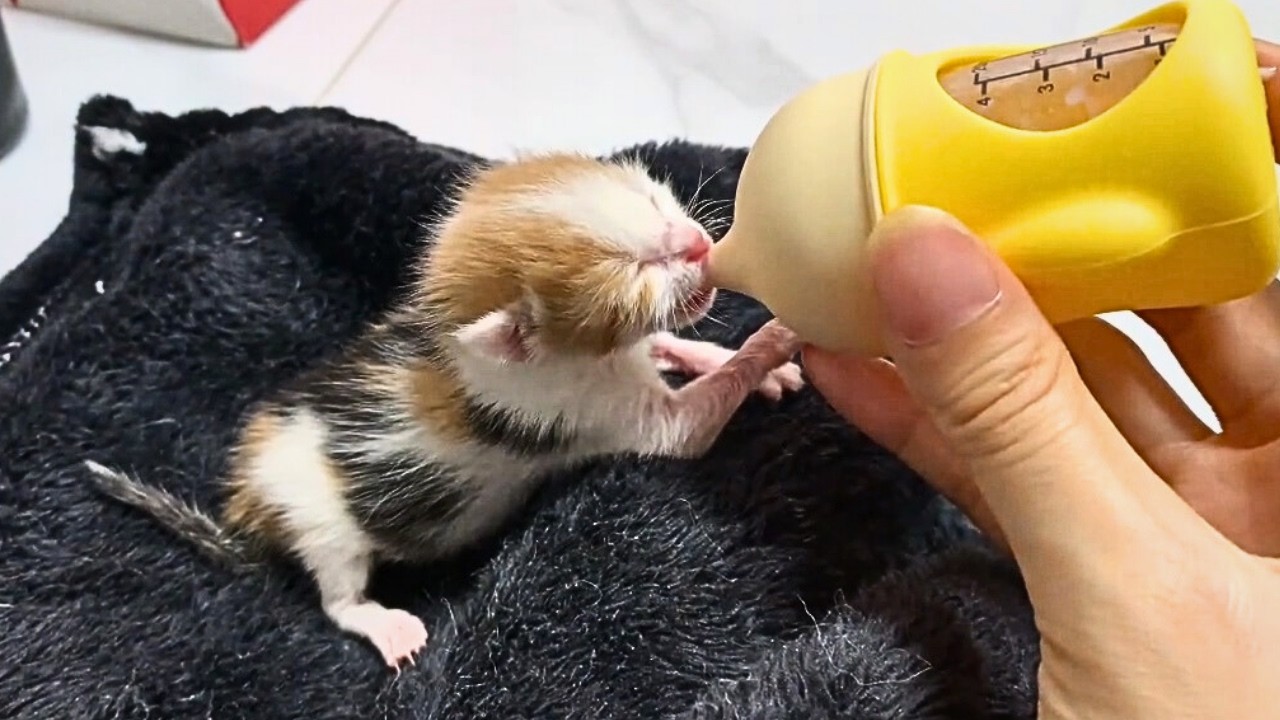 Два новорождённых котёнка были забыты у обочины, их нашли едва живыми, почти умирающими во сне.