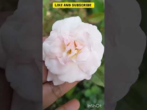 beautiful rose in my garden#mydreamgarden #gardeningideas #viralshort