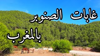 ترتيب أقاليم المغرب حسب مساحة غابات الصنوبر 2023