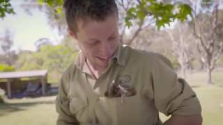 Orphaned ringtail possum has adorable friendship with zookeeper