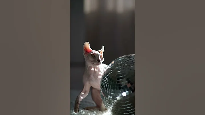 Video 11770831: sphynx cat funnycat