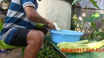 CÁCH CHO ỐC BƯƠU GIỐNG AN NHANH LỚN - TRẠI ỐC VĂN HẢI