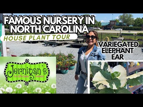 SPRING PLANT SHOPPING WITH ME AT JERNIGAN’S NURSERY/ VARIEGATED ALOCASIA, FLOWERS, STRING OF PLANTS