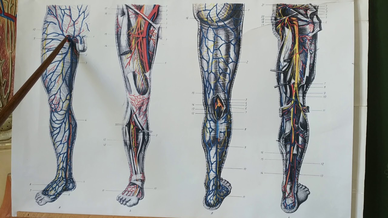 Вены и артерии нижних конечностей человека