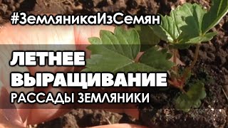 🍓 Летнее выращивание рассады мелкоплодной ремонтантной земляники. 🍓 Летнее выращивание рассады мелкоплодной ремонтантной земляники.