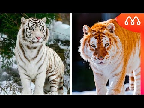 Vídeo: Tigre Malaio: descrição, foto