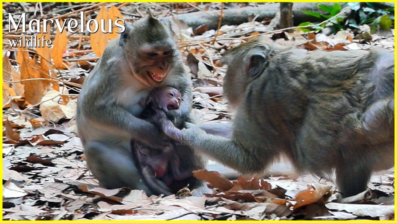 S@fetyy...! Brilliant mom Jazzy can govern the p/redicamentt from Loni's actionable. Nice family