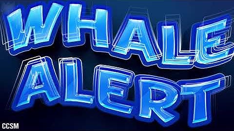 Hướng dẫn xem ví Cá voi trên thị trường Crypto & Crypto Whale Alerts