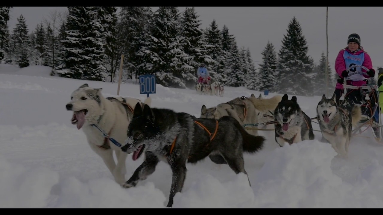 Mistrovství republiky psích spřežení Abertamy 7  1  2017