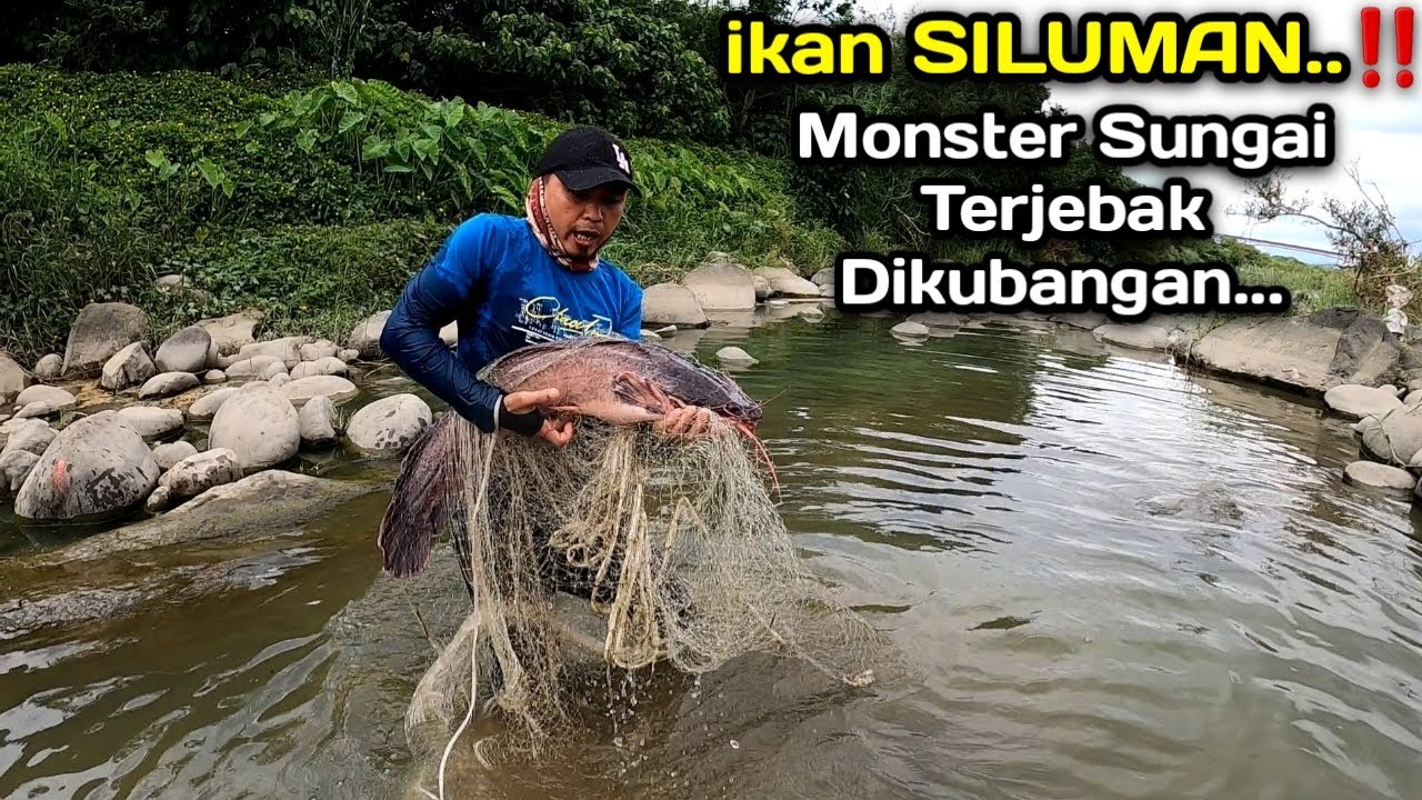 SANGAT MENGERIKAN..!! Jala ikan dikubangan kecil sisa banjir dapat ikan monster sebesar ini
