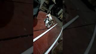 the kittens