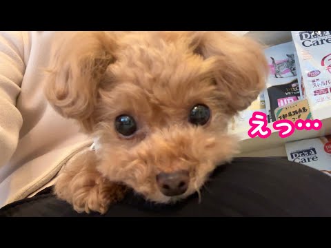【注射】病院でまさかの指摘をされたトイプードル…。【トイプードルのコロン】