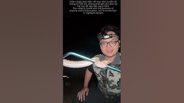 Đi soi rắn Chàm Quạp | Herping Vietnam - Malayan pit viper