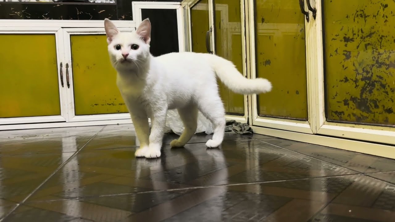 cute cat playing in a cardboard box 0002