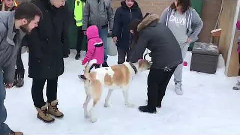 Christmas Fun