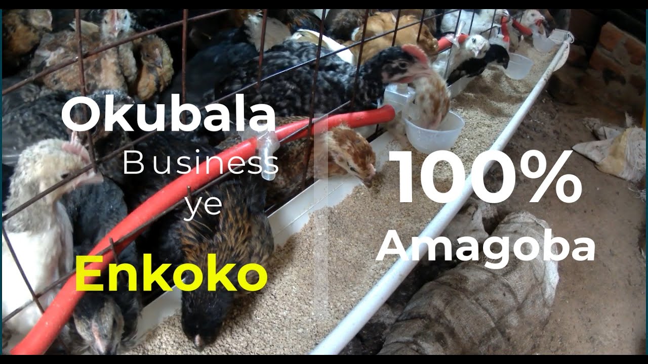 Amagoba mu Kulunda Enkoko - YouTube