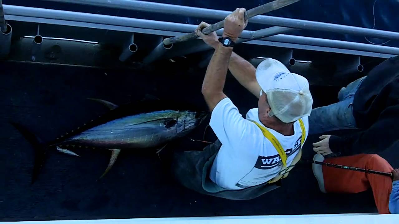 Yellowfin Tuna Fishing Brielle, NJ YouTube