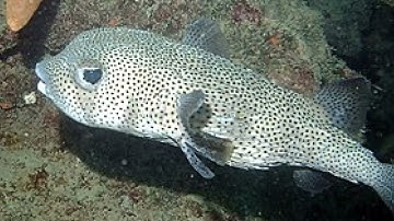 Cá nóc nhím chấm đen - Loài cá độc đáo và đáng yêu