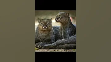 ягуарунди необычная экзотическая кошачья особа