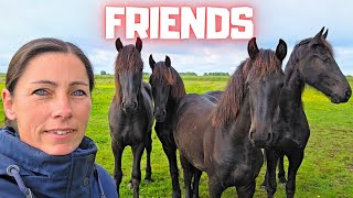 Download Lagu Wat doet ze? Zou dit echt het begin zijn? Mijn merries zijn mijn beste vriendinnen! | Friese paarden MP3 Download Lagu Wat doet ze? Zou dit echt het begin zijn? Mijn merries zijn mijn beste vriendinnen! | Friese paarden MP3