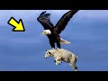 TOP 10 Increíbles Peleas entre Animales Captados En Video Ep.3 |  Águila, Cabra y Animales De África