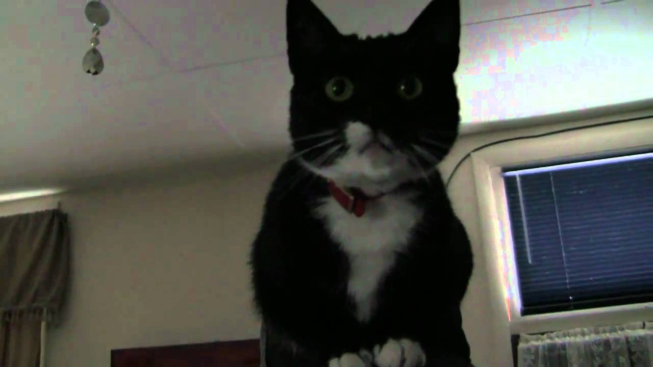 Watching Wrestling With the Cat - YouTube Steve Shives
