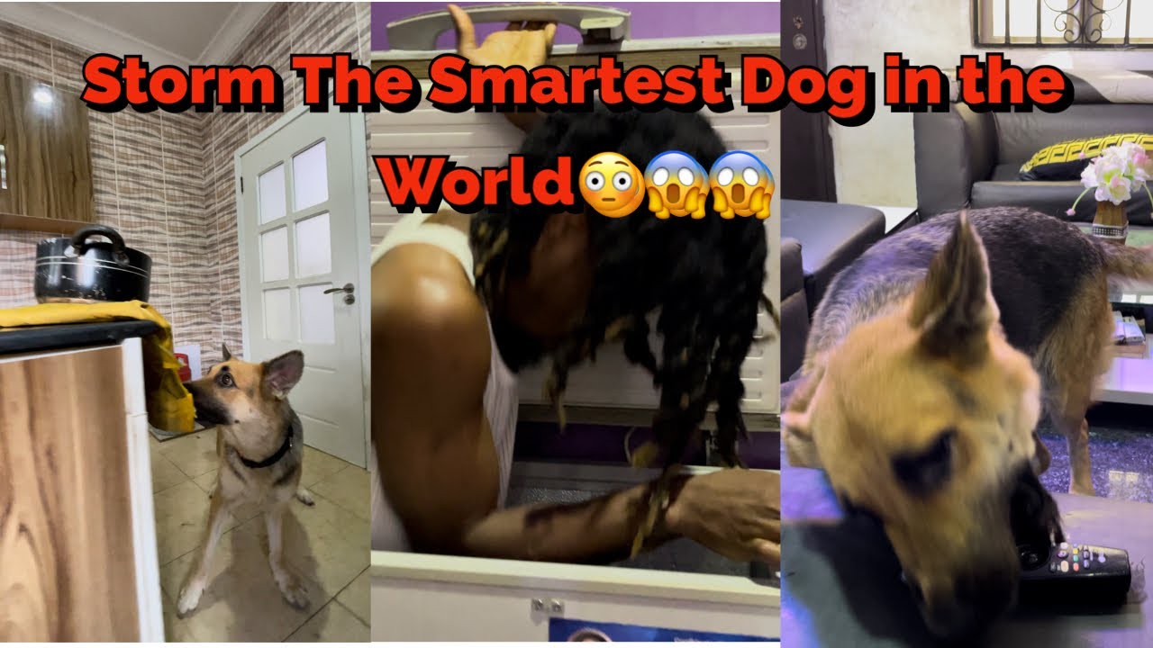 Storm the smartest dog in the world , and her amazing tricks
