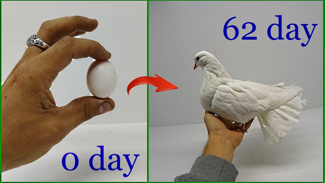 The Birth of a Dove: An Incredible Journey from Egg to Adult Bird!