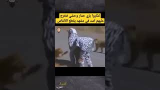 تنكروا في زي حمار وحشي فخرج عليهم اسد 😂 #shorts