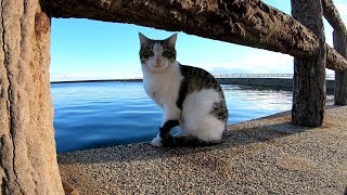 海辺の公園で水飲み場を探す猫