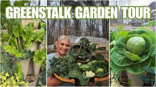 Winter Cabbage Harvest!! | Greenstalk Gardening 2026