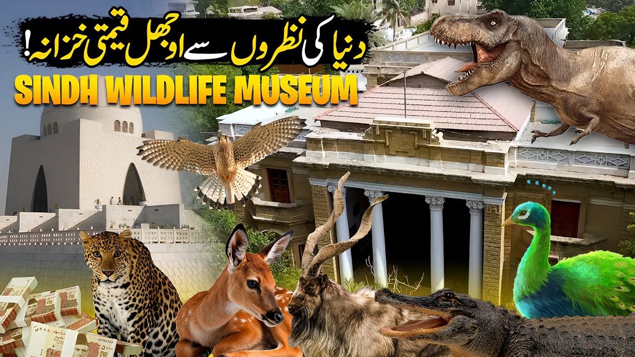 Karachi's Hidden Gem | Sindh Wildlife Museum | Hello Karachi | Discover Pakistan