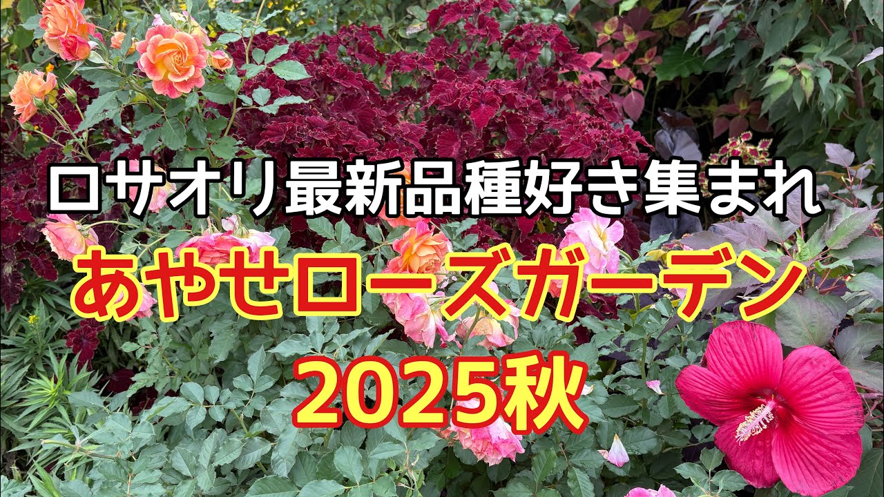 #17 あやせローズガーデン🌹ロサオリ最新品種の薔薇園　#薔薇 #