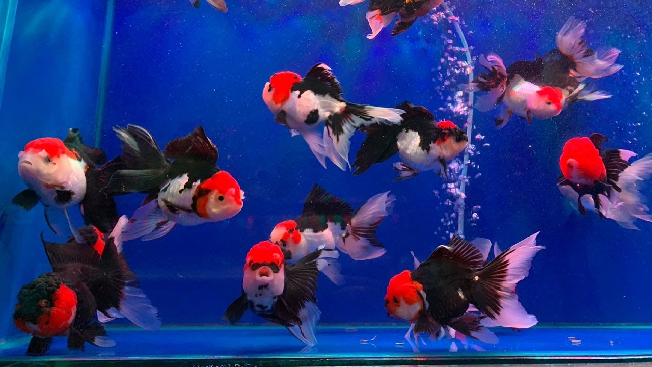 最高品質の金魚 とても美しい金魚 Youtube