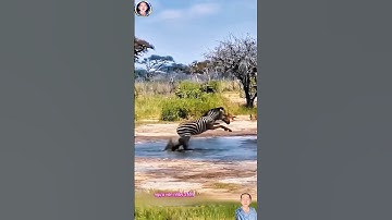 Cuộc Phục Kích Chớp Nhoáng: Cá Sấu Kéo Ngựa Vằn Xuống Nước nhưng không thành #thegioidongvat