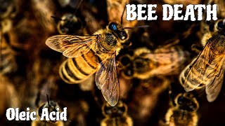 Bee Death | Cosmologys