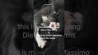 massimo the kitten 🐱 Die In Your Arms out now #newmusic #independentartist #moxieraia #cute #shorts