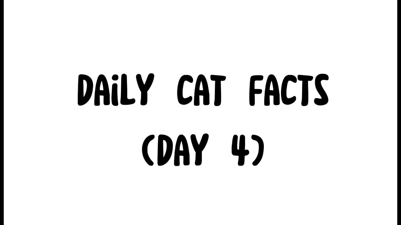 Cat Whisker Facts// Daily Cat Facts Day 4 YouTube