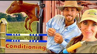 The Calves Get Their Vaccinations!
