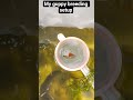 my guppy breeding setup, guppy fish kaise breed karaye #fishshorts #guppy #guppyfish #fishguppy