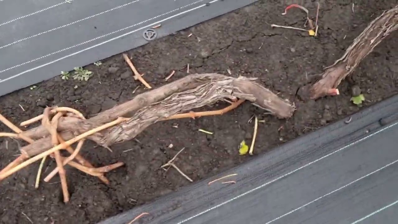 Виноградник готов к укрытию в зиму. Важные мелочи подготовки