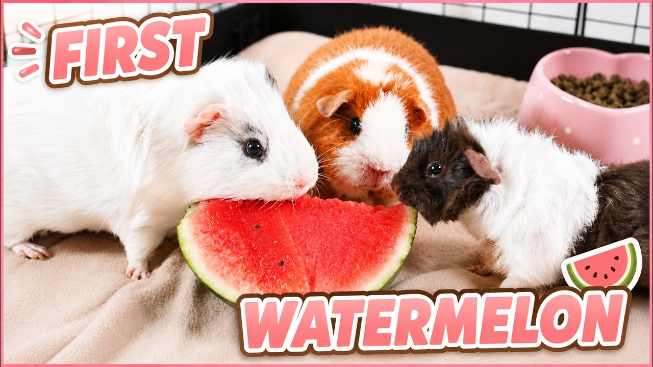 Adorable Baby Guinea Pig's First Watermelon Experience 🍉 - YouTube