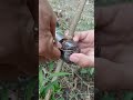 airlayering technique using coconut fiber🌳
