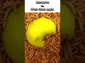 Watch Mealworms Completely Devour a Green Apple! 😱#shorts #mealworms #feedingfrenzy